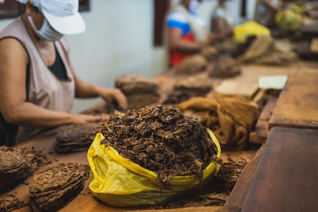 Campanha Global Exige Responsabilidade da Indústria do Tabaco